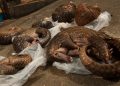 Pangolin forced to take COVID test after it was recovered from smuggler’s house