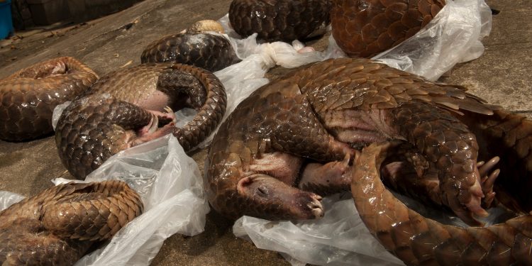 Pangolin forced to take COVID test after it was recovered from smuggler’s house