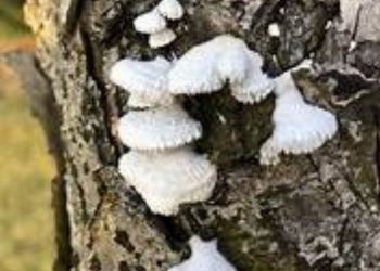 White fungus after black fungus now