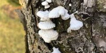 White fungus after black fungus now