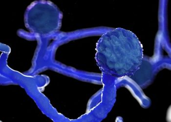 PM Modi assures 5.7 L mucormycosis drug vials will be available in June