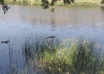 गंगा में लाशें मिलने पर केंद्र और यूपी- बिहार सरकार से राष्ट्रीय मानव अधिकार आयोग ने 4 हफ्तों में माँगा जबाब