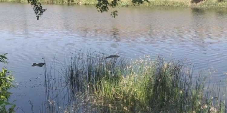 गंगा में लाशें मिलने पर केंद्र और यूपी- बिहार सरकार से राष्ट्रीय मानव अधिकार आयोग ने 4 हफ्तों में माँगा जबाब