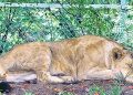 Lioness dies of covid in vandalur zoo. Other lions are suspected too.
