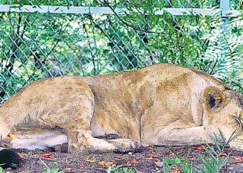 Lioness dies of covid in vandalur zoo. Other lions are suspected too.