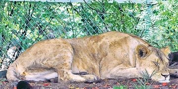 Lioness dies of covid in vandalur zoo. Other lions are suspected too.