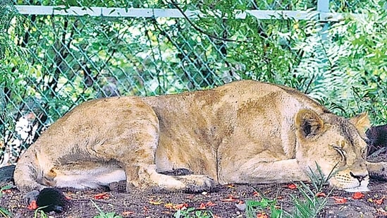 Lioness dies of covid in vandalur zoo. Other lions are suspected too.
