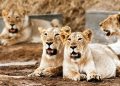 4 lions found infected with Delta variant of COVID-19 in Chennai zoo.