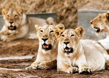 4 lions found infected with Delta variant of COVID-19 in Chennai zoo.
