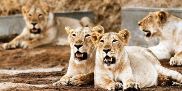 4 lions found infected with Delta variant of COVID-19 in Chennai zoo.