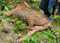 Tiger killed in ‘accidental firing’,found dead in Kaziranga: Says Official.
