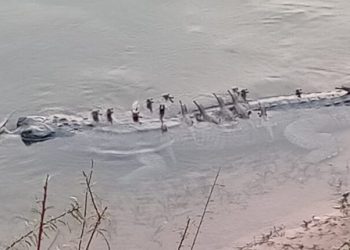 Critical Endangered gharials babies found in Odisha after 4 decades.