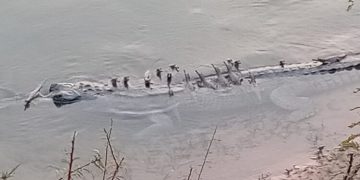 Critical Endangered gharials babies found in Odisha after 4 decades.