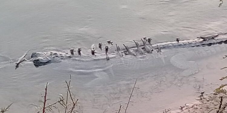 Critical Endangered gharials babies found in Odisha after 4 decades.