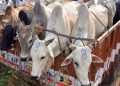 Mob accuses man of cattle smuggling, kills him in Rajasthan .