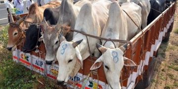 Mob accuses man of cattle smuggling, kills him in Rajasthan .