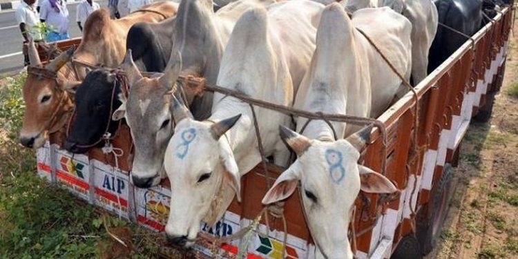 Mob accuses man of cattle smuggling, kills him in Rajasthan .