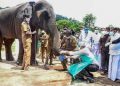 Over 28 Elephants tested positive for Covid 19 in Tamilnadu.