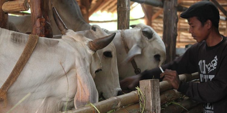 Odisha Declares Incentives For Pandemic Hit Dairy Farmers