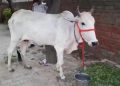 Farmers protest by bringing cows as a fellow “protester” to a police station in Haryana.