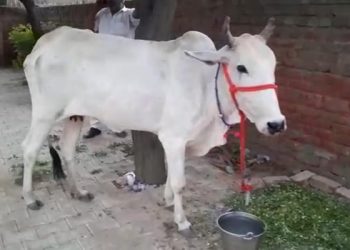Farmers protest by bringing cows as a fellow “protester” to a police station in Haryana.
