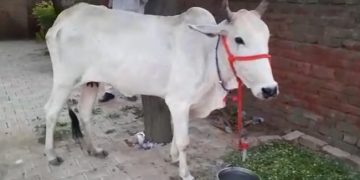 Farmers protest by bringing cows as a fellow “protester” to a police station in Haryana.