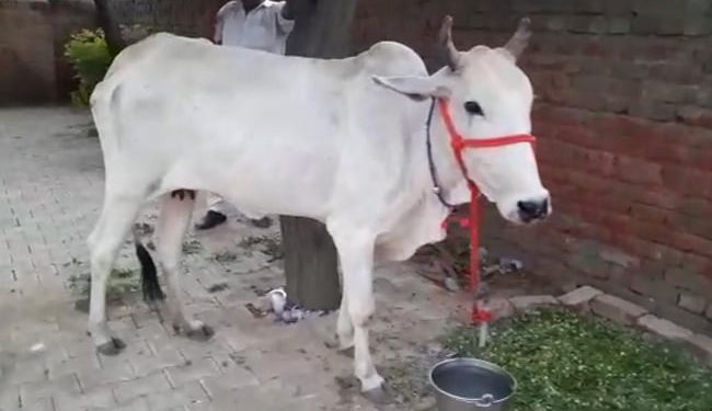 Farmers protest by bringing cows as a fellow “protester” to a police station in Haryana.