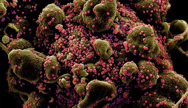 Chinese Researchers find a batch of new Coronaviruses in Bats : reports.