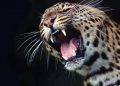 A 4- year old girl was mauled to death by a leopard in kashmir.