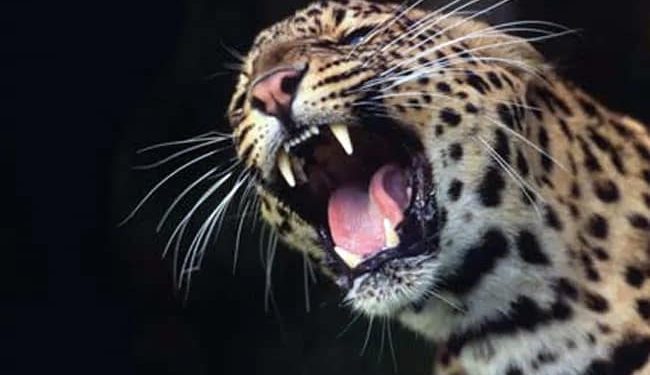 A 4- year old girl was mauled to death by a leopard in kashmir.