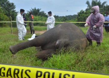Critically Endangered Sumatran Elephant found beheaded in Indonesia.