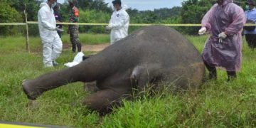 Critically Endangered Sumatran Elephant found beheaded in Indonesia.