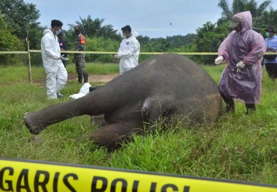 Critically Endangered Sumatran Elephant found beheaded in Indonesia.