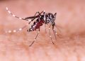 19 Zika Virus Cases Reported In Kerala
