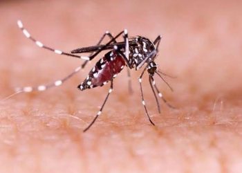 19 Zika Virus Cases Reported In Kerala