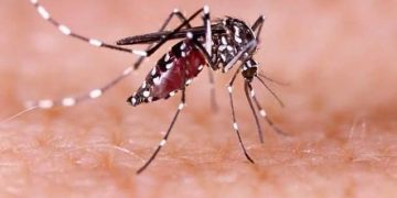 19 Zika Virus Cases Reported In Kerala