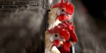 Boy Dies Due To Avian Influenza, First Case in India