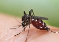 Dengue Deaths Reported In Maharashtra