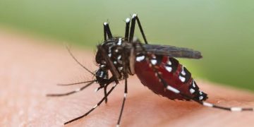 Dengue Deaths Reported In Maharashtra