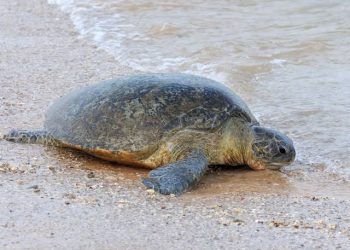Dead Turtles Float To Shore Post Ship Sink In Sri Lanka