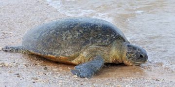 Dead Turtles Float To Shore Post Ship Sink In Sri Lanka