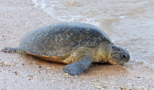Dead Turtles Float To Shore Post Ship Sink In Sri Lanka