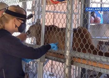 Animals At Zoo Got Jabbed In San Francisco