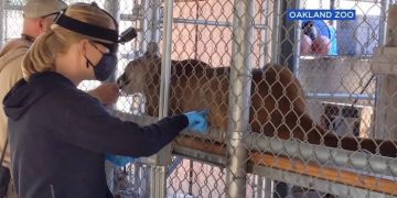 Animals At Zoo Got Jabbed In San Francisco