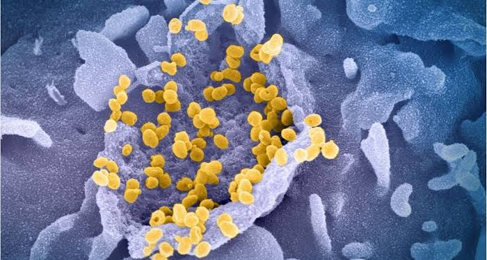 Lambda Variant Can Be More Dangerous Than Delta Variant