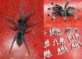 Chennai customs found 107 alive spiders in a parcel that arrived from poland.