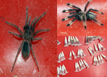Chennai customs found 107 alive spiders in a parcel that arrived from poland.