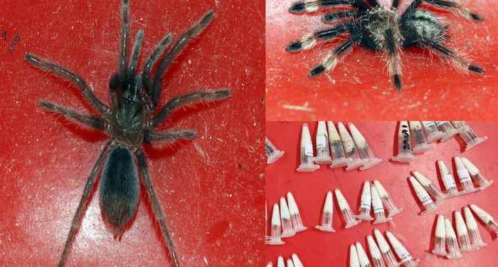Chennai customs found 107 alive spiders in a parcel that arrived from poland.
