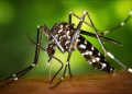 First Zika Virus Case reported in Kerala, 13 samples sent to Pune.