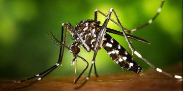 First Zika Virus Case reported in Kerala, 13 samples sent to Pune.